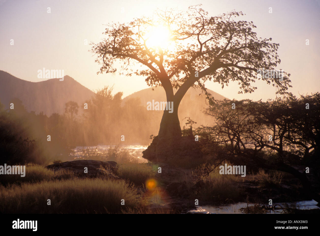 Il sole sorge alle spalle di un albero vicino a Epupa Falls in Namibia, Africa. Foto Stock