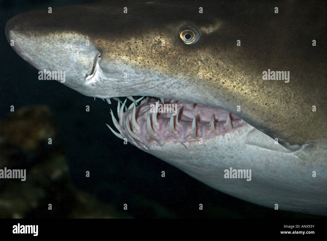 Lo squalo di sabbia, sabbia squalo tigre, sandtiger squalo grigio squalo nutrice (Eugomphodus taurus, Carcharias taurus, Carcharias arenarius, O Foto Stock