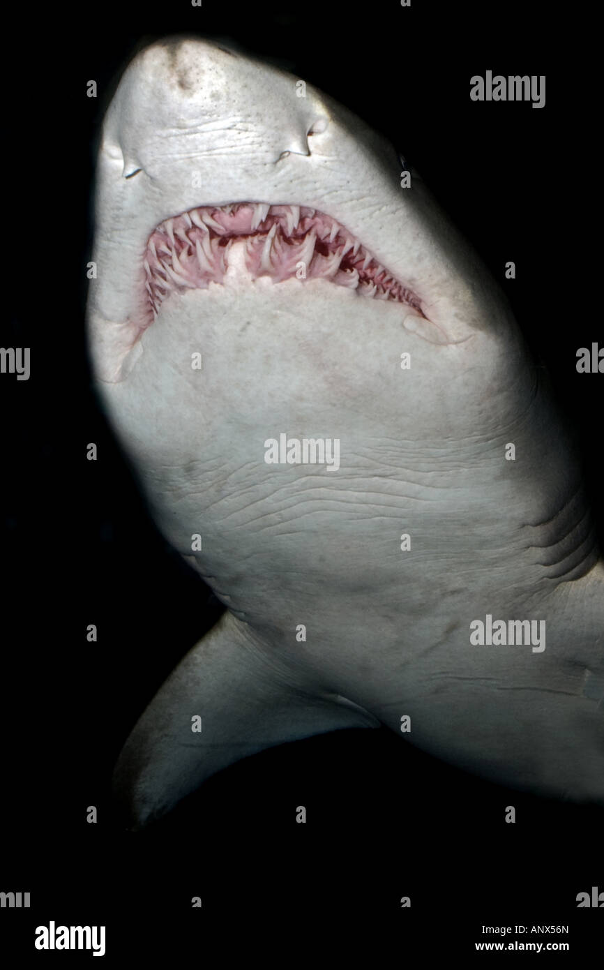 Lo squalo di sabbia, sabbia squalo tigre, sandtiger squalo grigio squalo nutrice (Eugomphodus taurus, Carcharias taurus, Carcharias arenarius, O Foto Stock