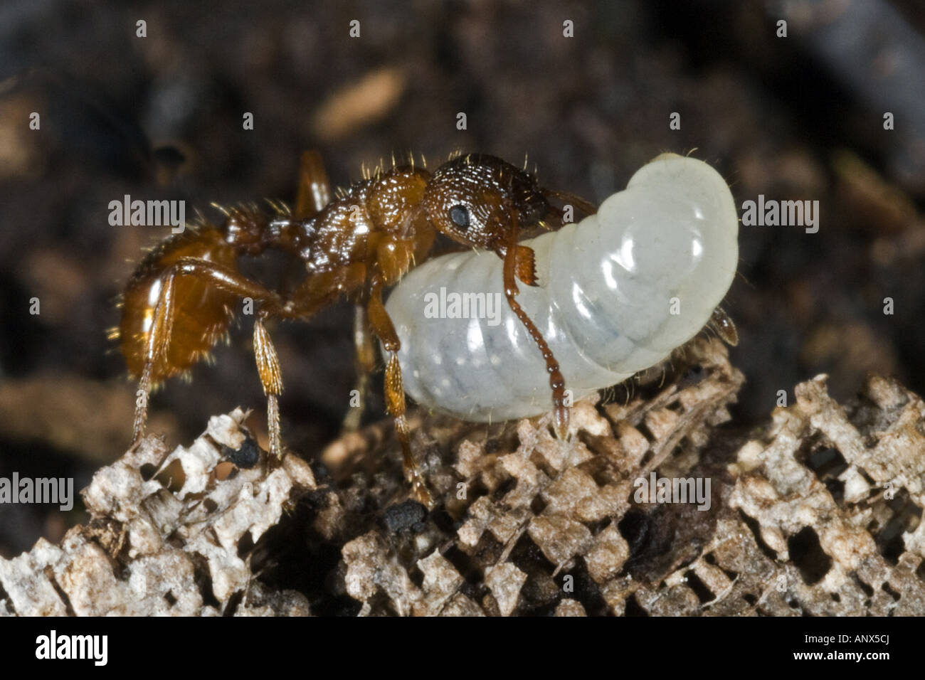 Ant (Myrmica spec.), porta un larve di nido, Norvegia Foto Stock