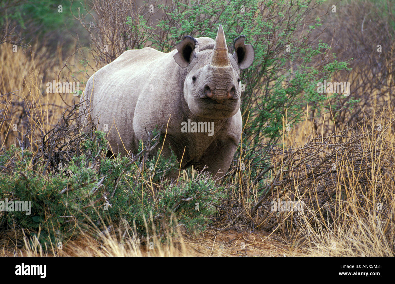 Africa, Sud Africa, Tswalu riserva. Il rinoceronte nero (Diceros simum) Foto Stock