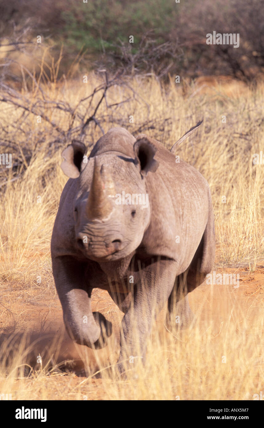 Africa, Sud Africa, Tswalu riserva. Il rinoceronte nero (Diceros simum) Foto Stock