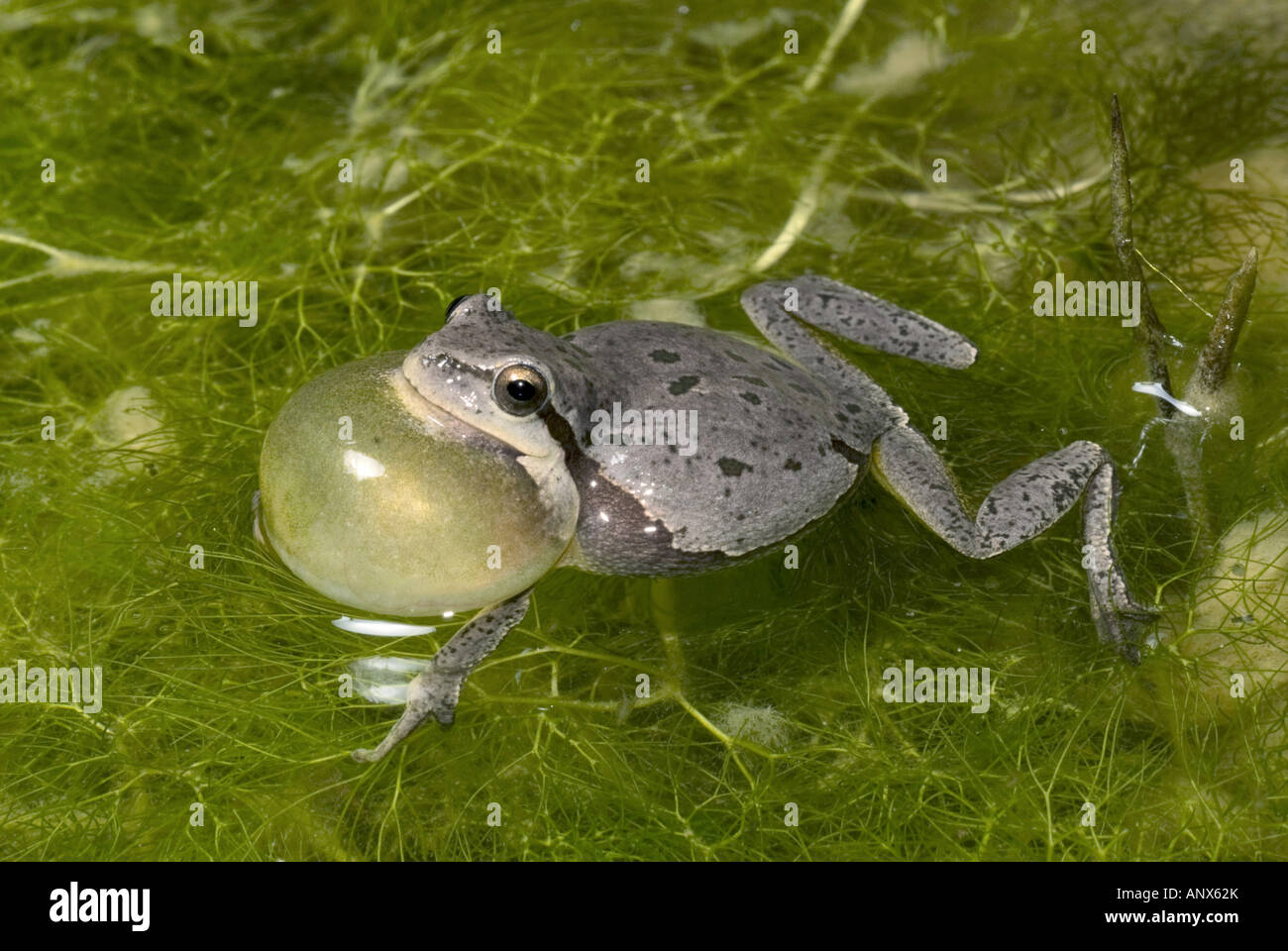 Comon raganella, Treefrog (Hyla arborea), Grigio e comune maculato raganella, Grecia, Peloponnes, Mani Foto Stock