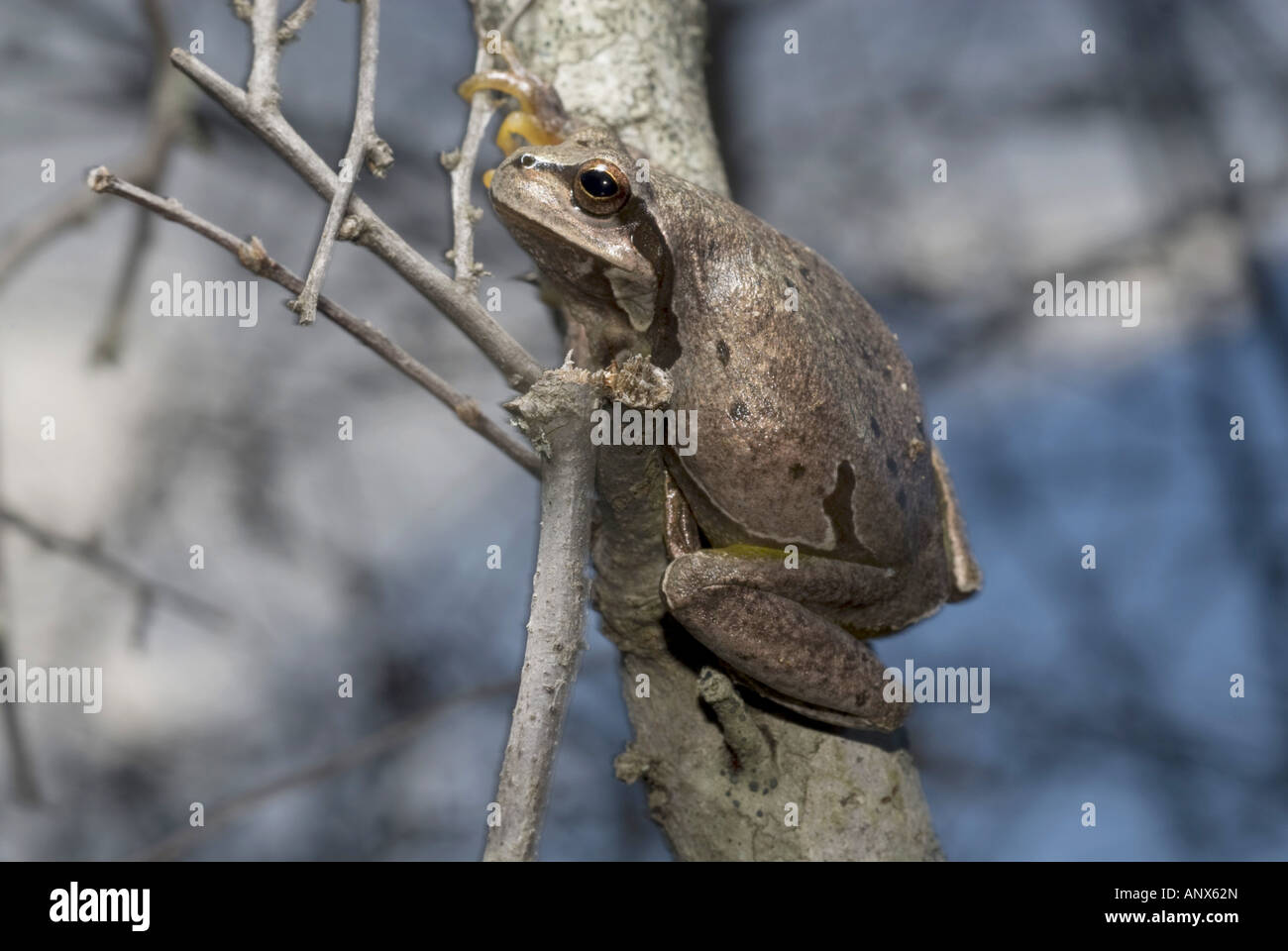 Comon raganella, Treefrog (Hyla arborea), arrampicata e grigio maculato comune raganella, Grecia, Thessalien, Olymp Foto Stock