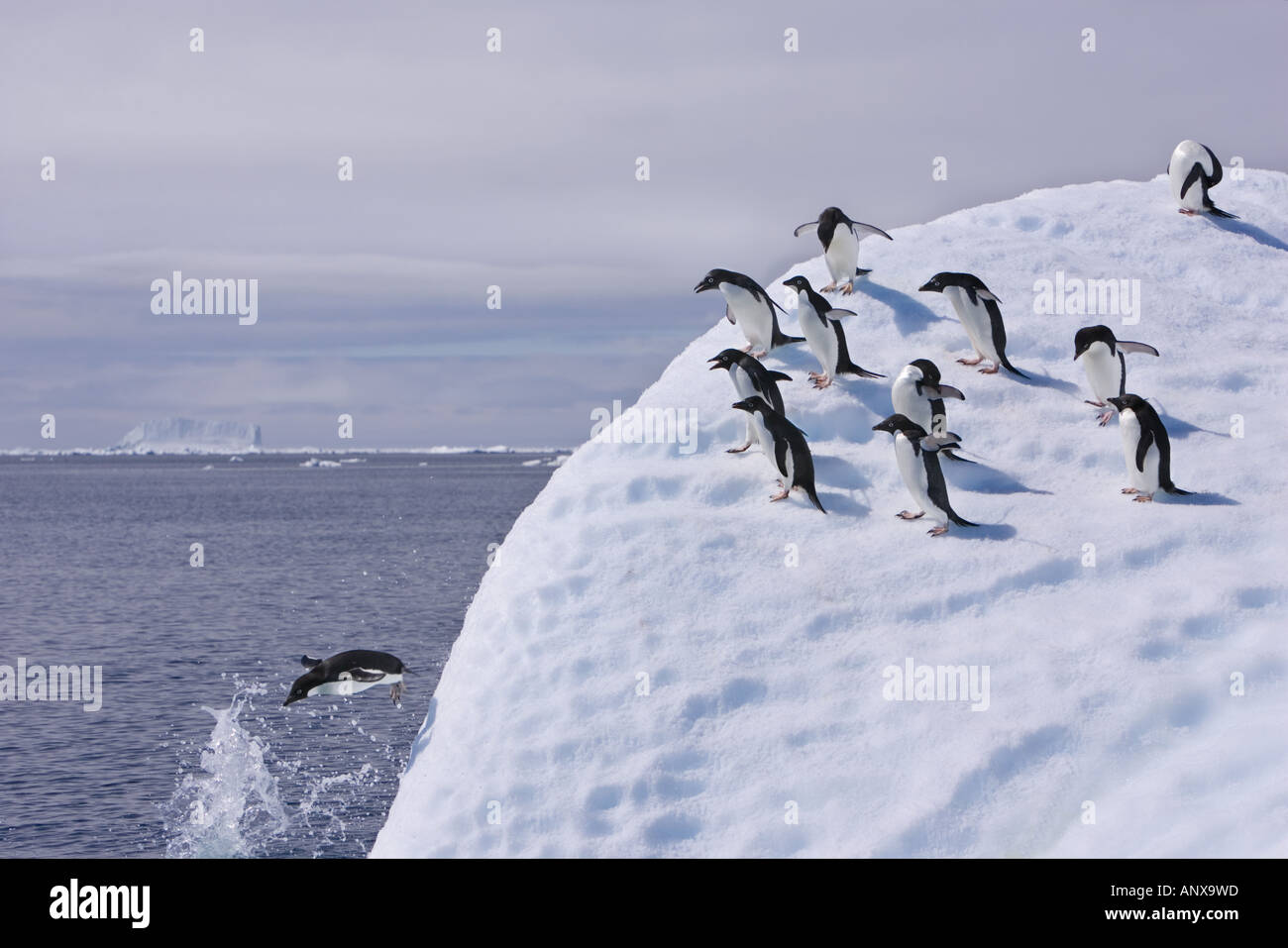 Un gruppo di pinguini adelie seguire il leader e salta fuori un iceberg uno dopo l'altro Foto Stock