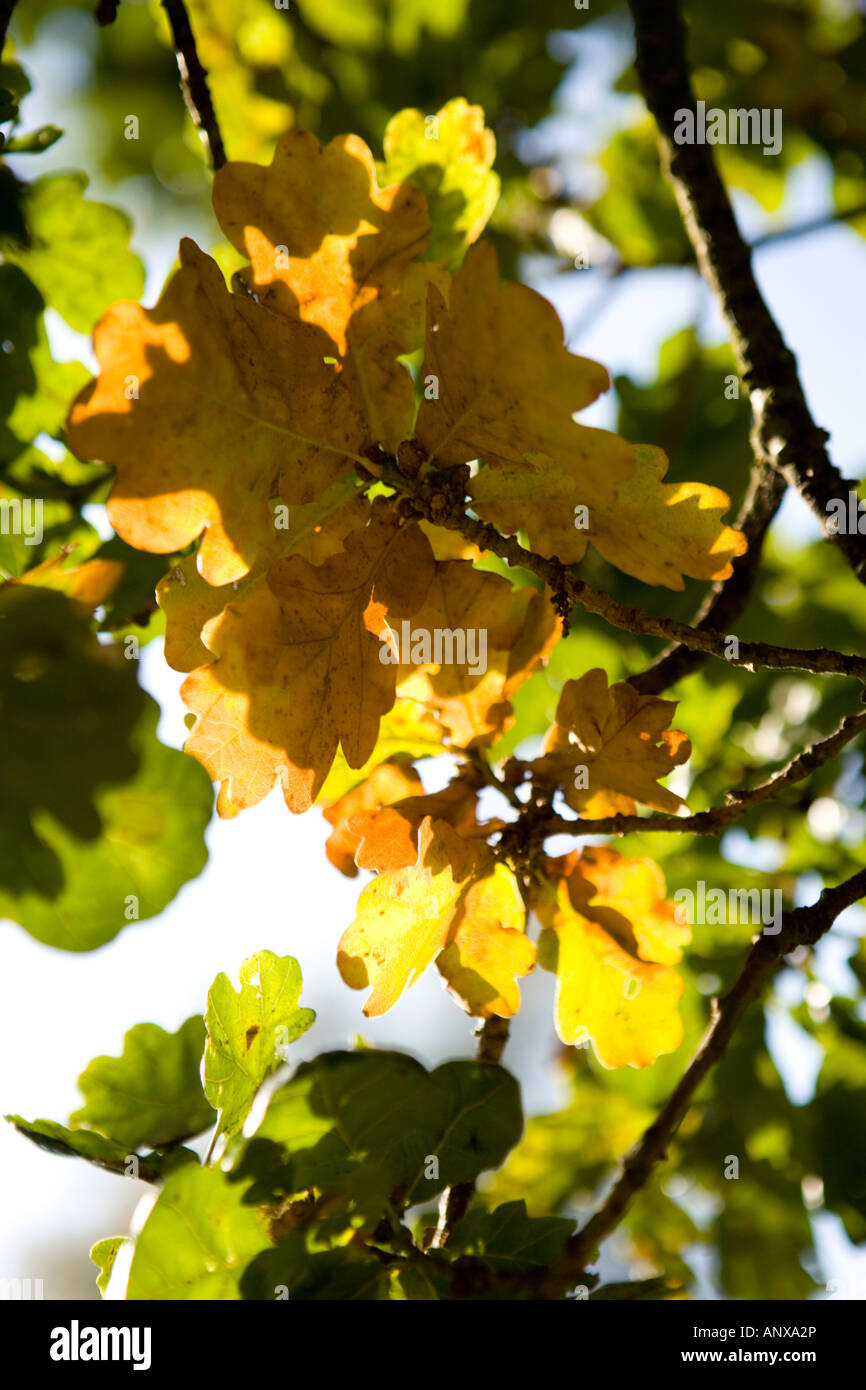 Albero di quercia le foglie in autunno Foto Stock