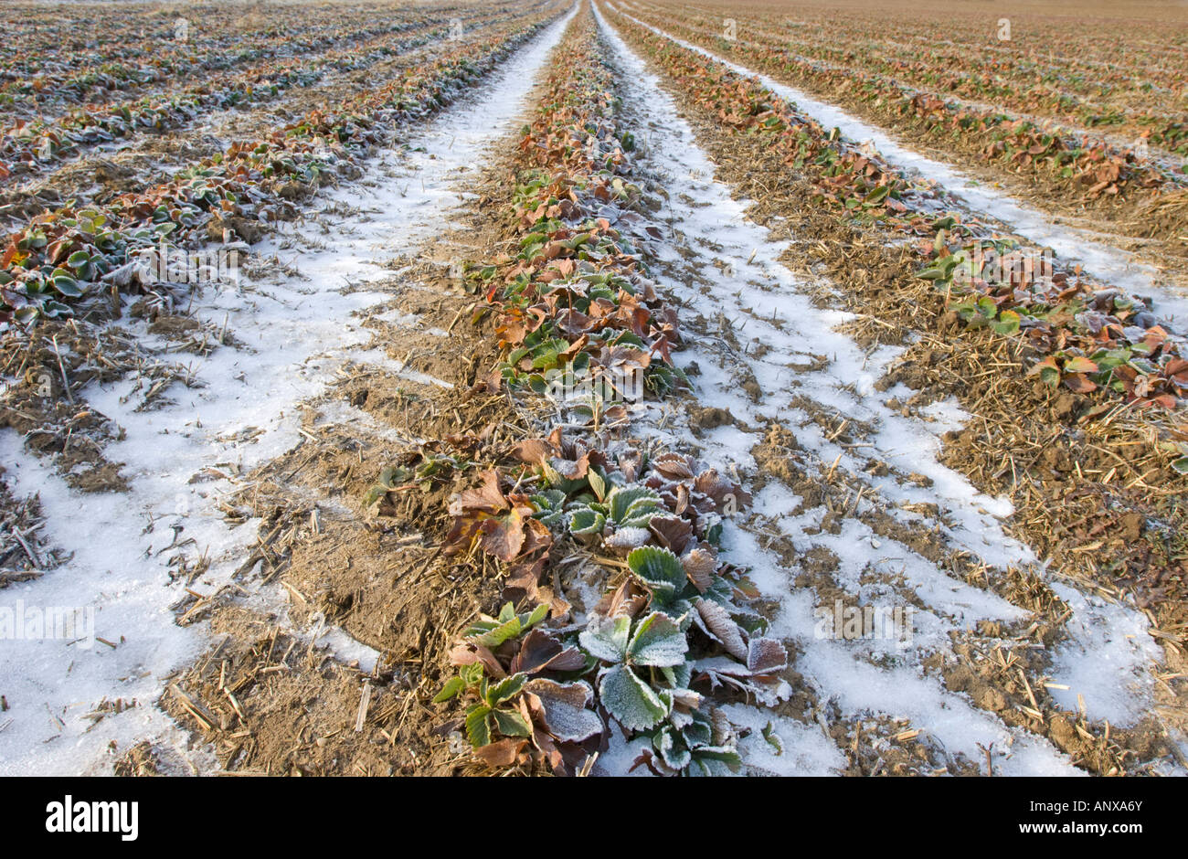Trapano dal solco neve invernale copertura proteggere la protezione di terra snow strawberry archiviato in inverno il ghiaccio ghiaccio impianto di natura Foto Stock