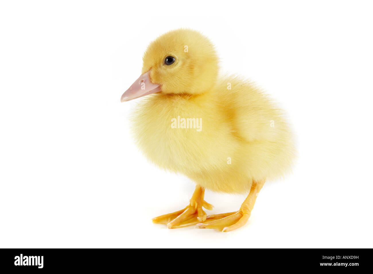 4 giorni Pasqua anatroccolo cercando timido Foto Stock