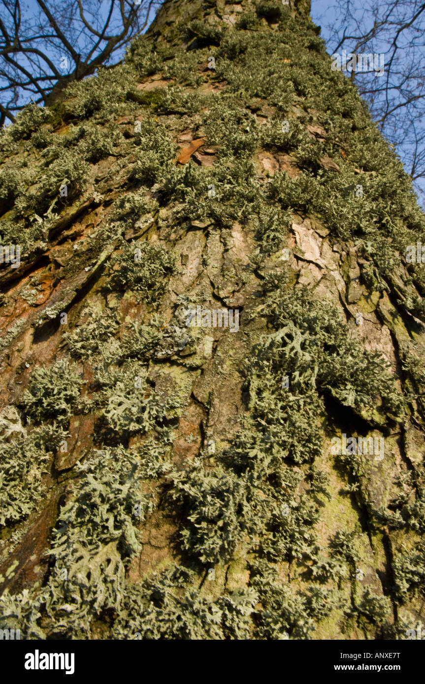 Lichene verde su un tronco di albero di corteccia di albero di quercia oaktree in inverno inverno Foto Stock