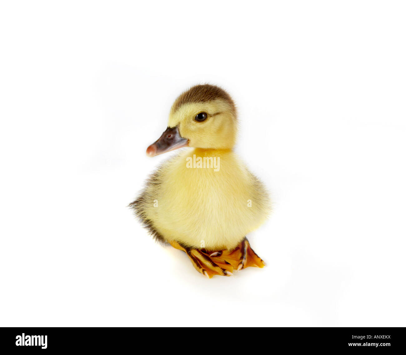 4 giorni Pasqua anatroccolo seduta a proprio agio Foto Stock