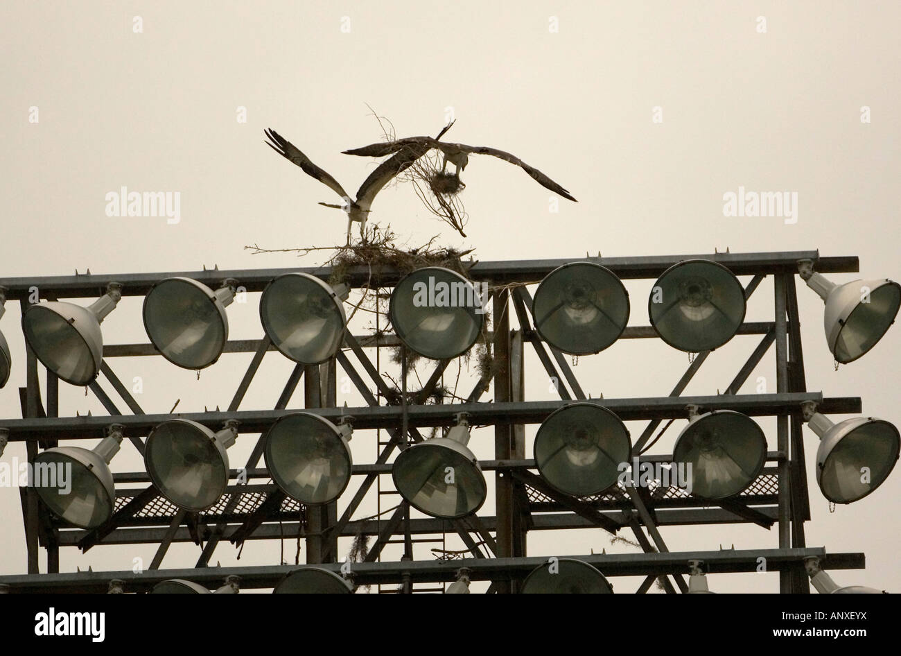 Coppia di falchi pescatori su una torre faro Foto Stock