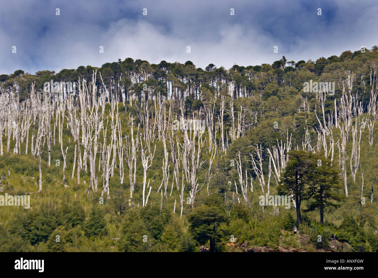 Araucaria Alberi e bosco misto tipico dell'Huerquehue, il Parco Nazionale del Distretto dei Laghi, Cile Foto Stock