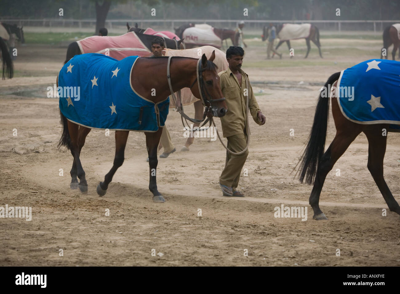 INDIA Delhi centrale: Ippodromo di Delhi, Excercising ai cavalli da corsa Foto Stock