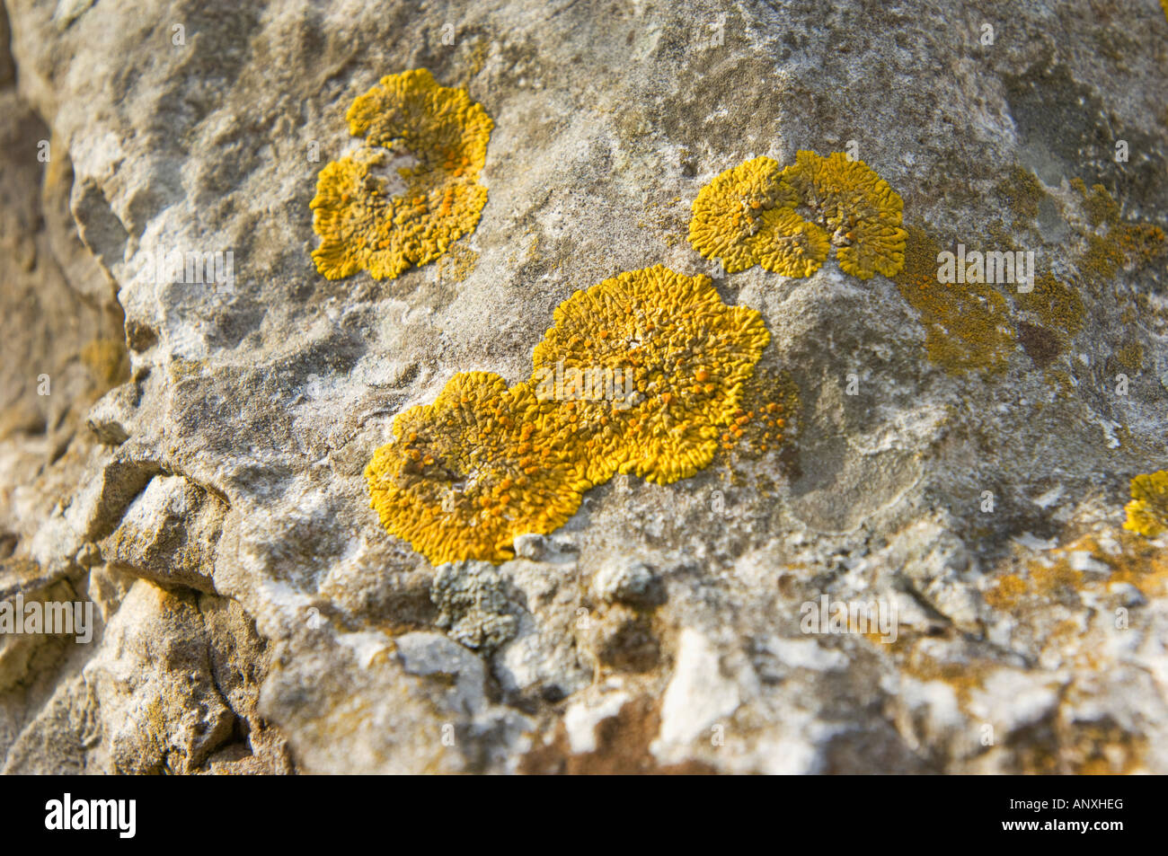 Lichene giallo su di una pietra del rock underground sabbia Foto Stock