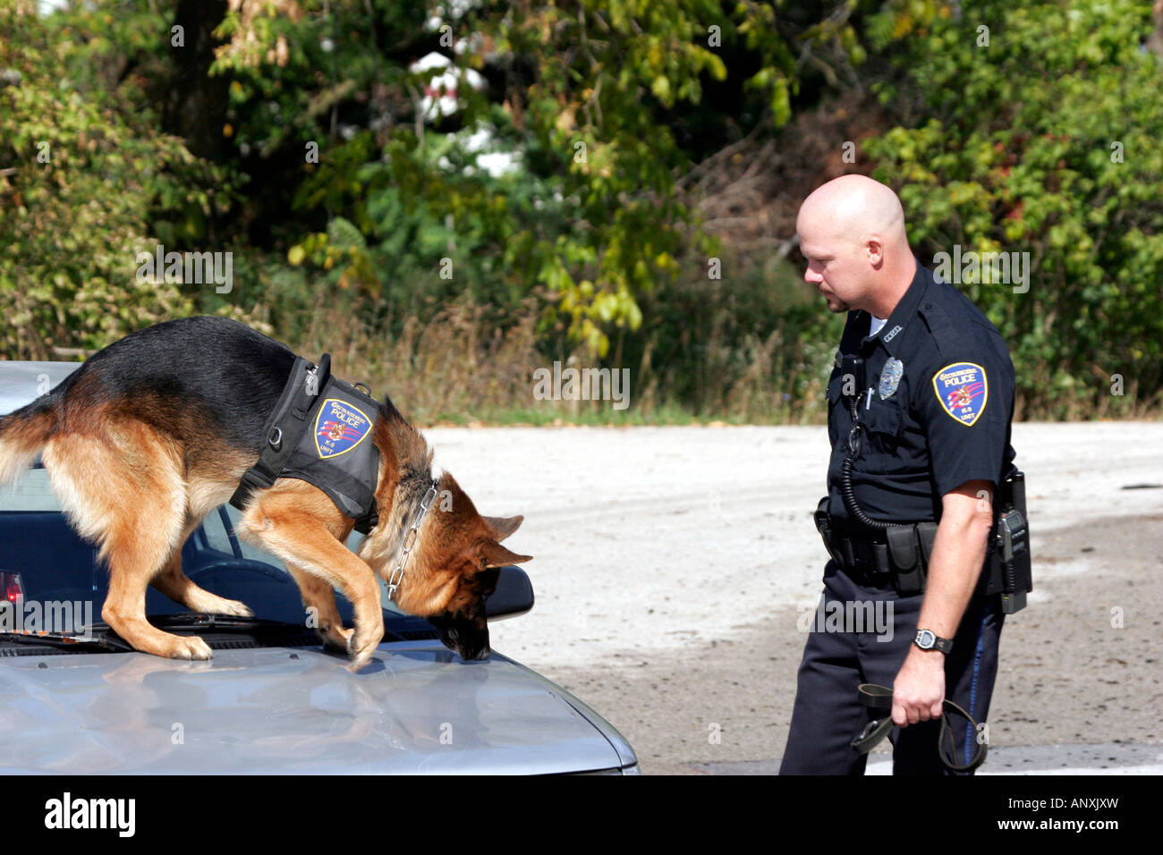 Un pastore tedesco K 9 cane sniffing per la droga su un veicolo mentre si sta facendo una ricerca con un reparto di polizia officer Foto Stock