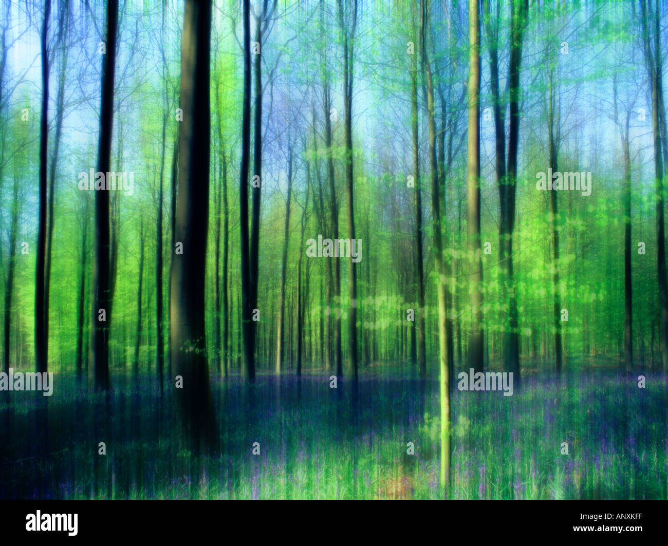 Gli alberi nelle foreste primavera tempo viola tappeto di fiori bluebell sul suolo della foresta Lake District Inghilterra movimento sfocate abstract Foto Stock