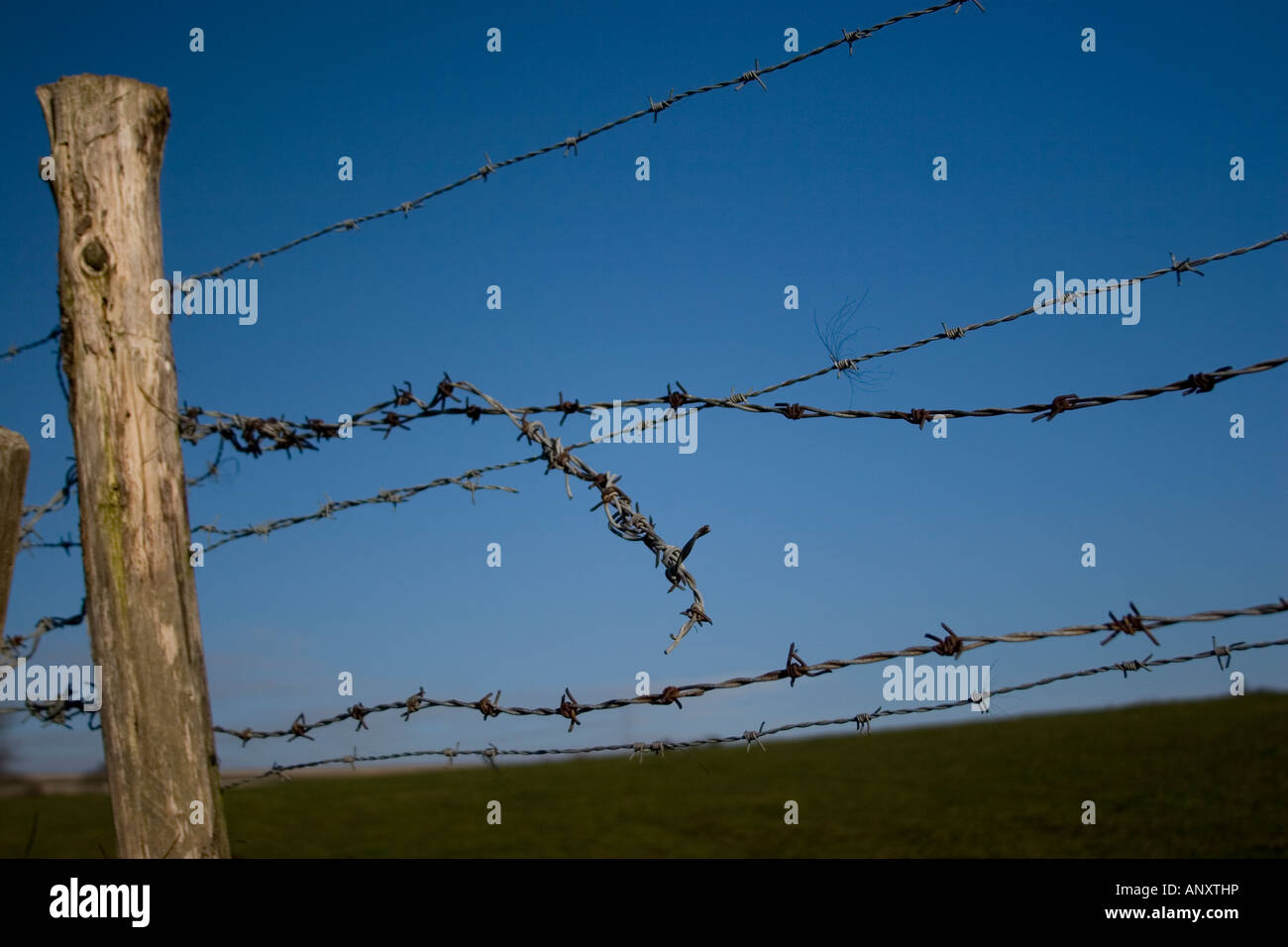 Filo spinato e post attorno ad un campo agricolo Foto Stock