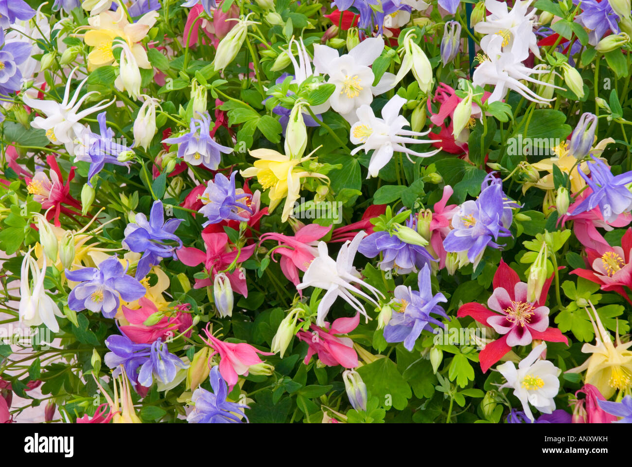 Aquilegia 'Butterfly Mixed' columbines fioritura in massa e molti colori colori nativo americano fiori selvatici Foto Stock