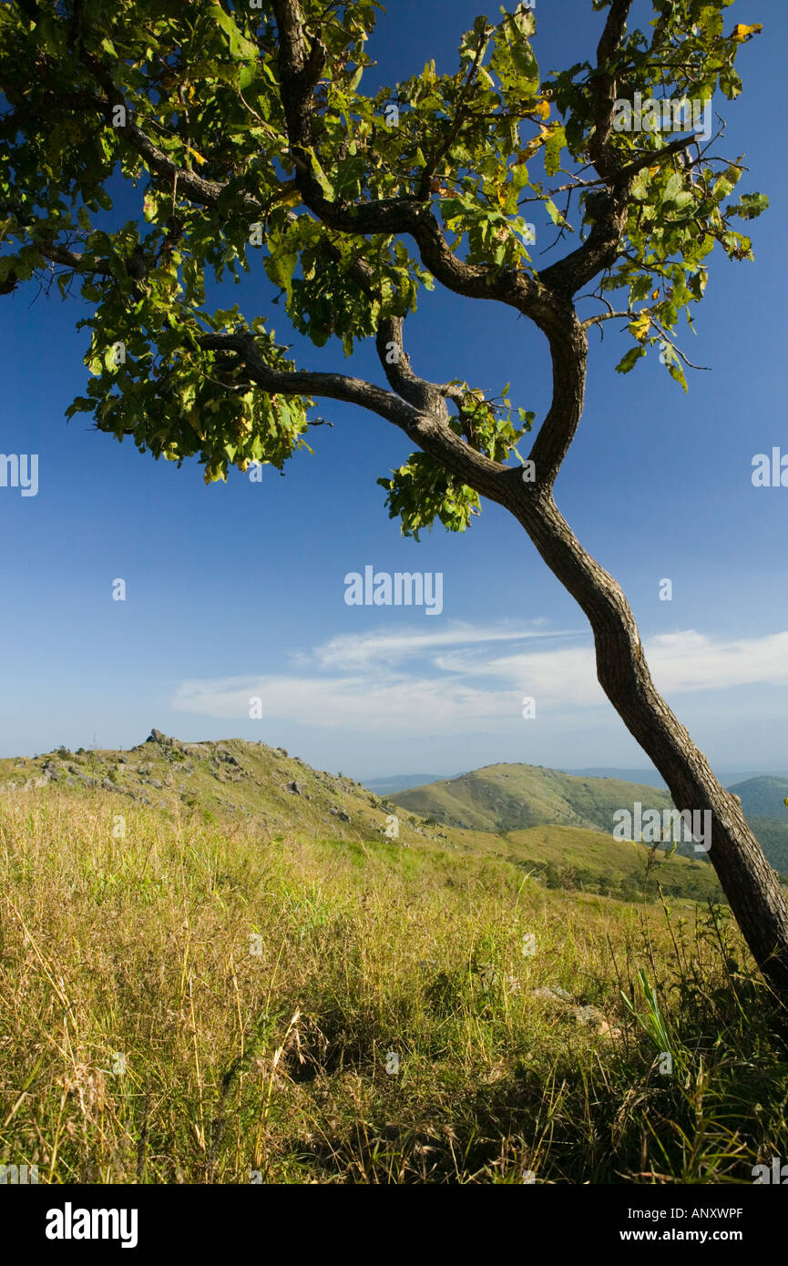 INDIA, Karnataka, Gundulpet : Bandipur National Park, vista da Himavadh Swami Gopala Hill Foto Stock