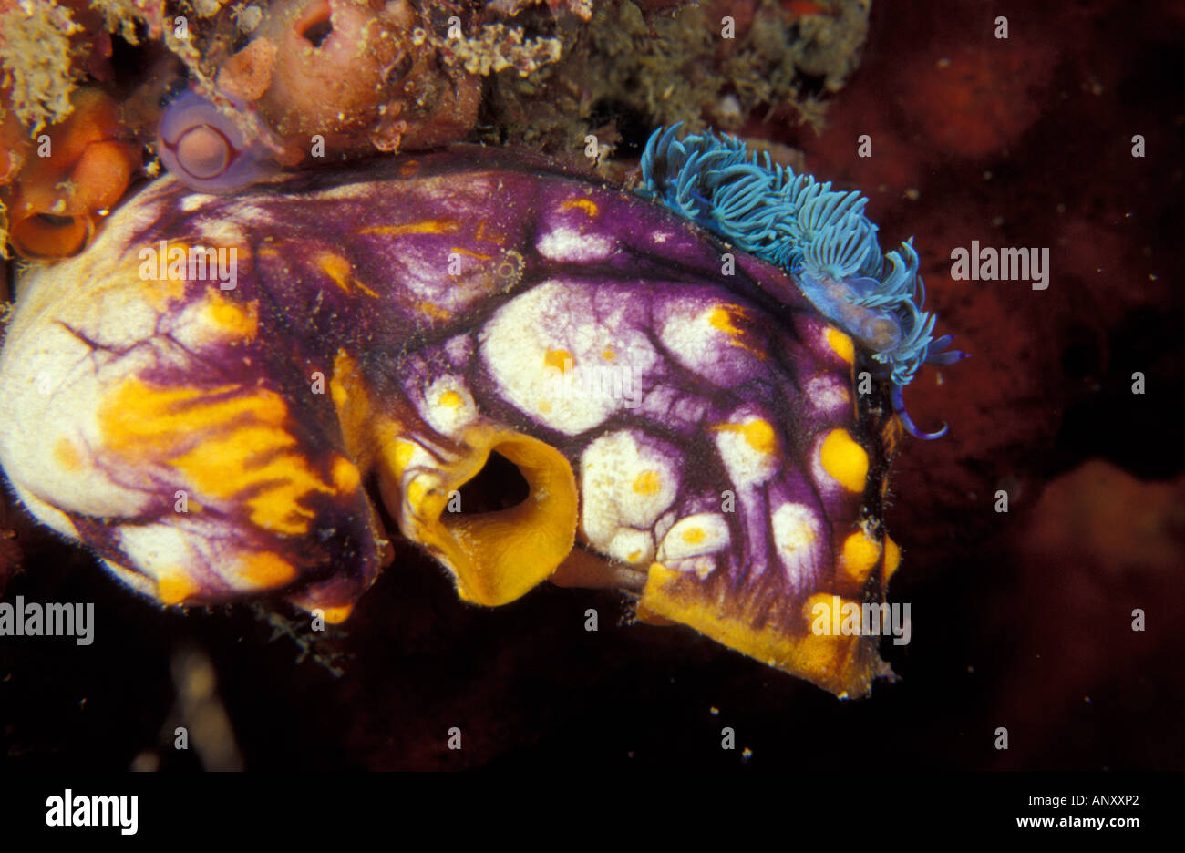 Indonesia, Papua (ex Irian), Misool, Nudibranch sul mare squirt Phidiana (sp). Foto Stock