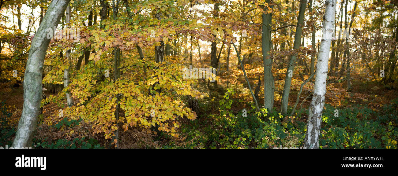 Vedute shot di argento di betulle in autunno in un bosco inglese Foto Stock