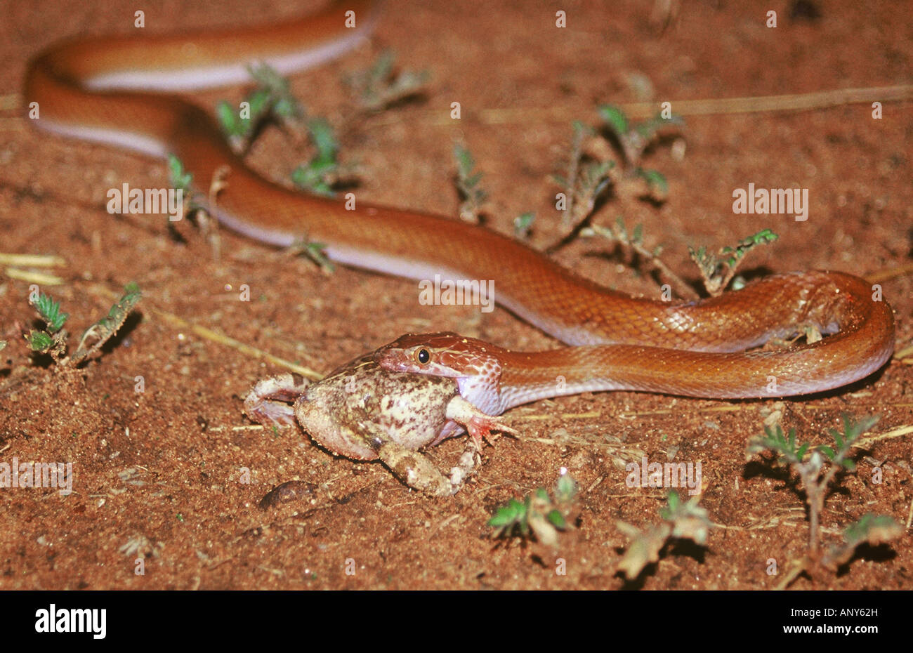 Casa marrone Snake Lamprophis fuliginosus mangiare Tremolo Rana sabbia Tomopterna cryptotis in Western Kalahari Namibia Foto Stock