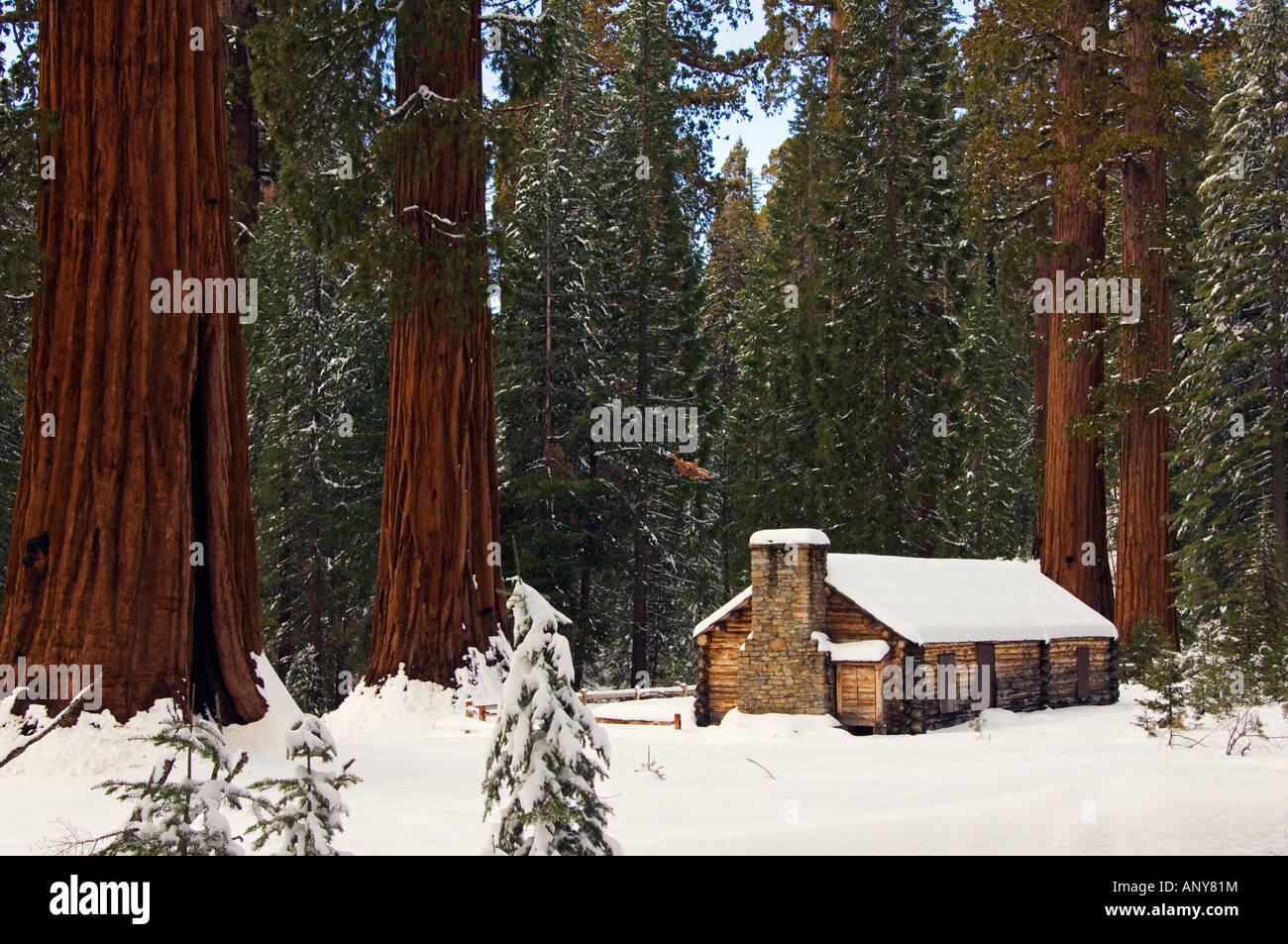 Stati Uniti, California, il Parco Nazionale di Yosemite. Un mattone di pietra Museo è sopraffatte da giganteschi alberi di sequoia a Mariposa Grove. Foto Stock