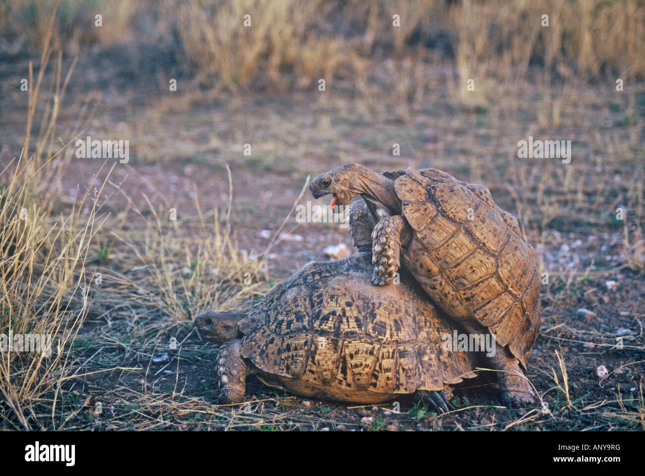 Coppia di Leopard Tartaruga Geochelone pardalis babcocki coniugata in Western Kalahari Namibia Foto Stock