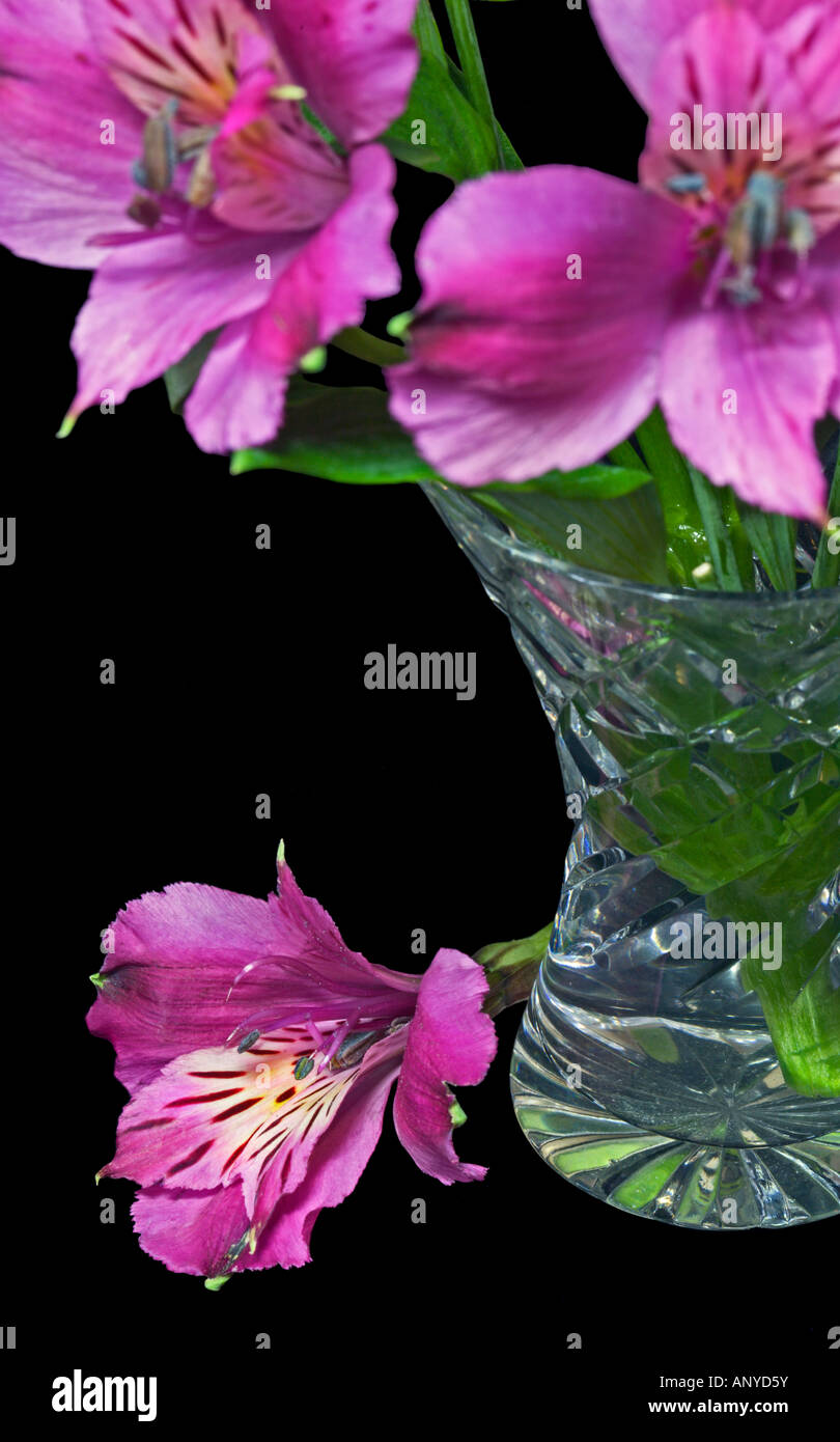 Alstroemerias rosa in vaso Foto Stock