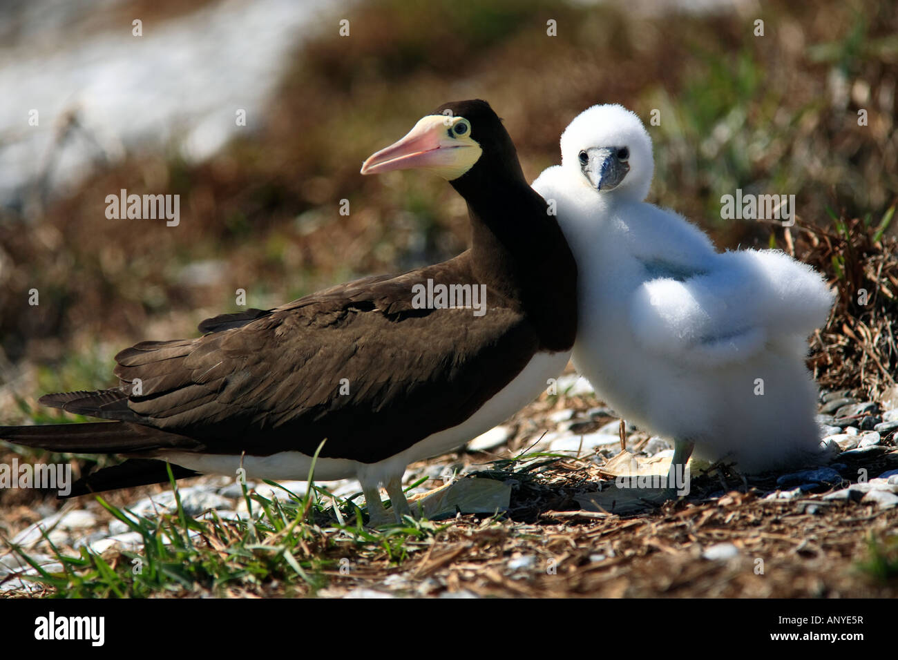 Brown booby Sula leucogaster è un grande uccello del gannett famiglia dell'isola Abrolhos Bahia Brasile Foto Stock