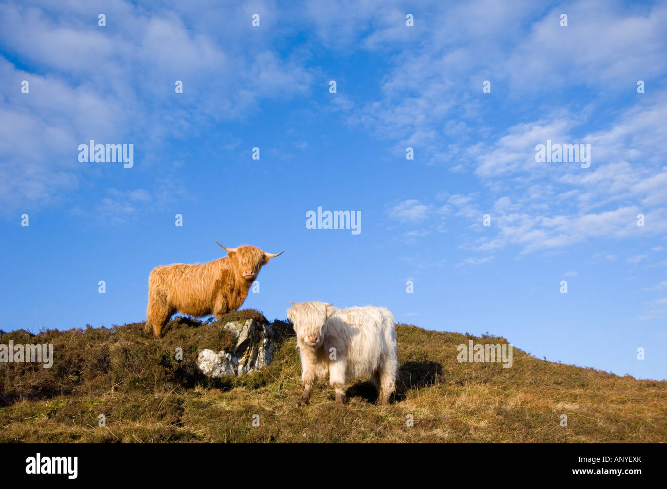 Due mucche Highland Foto Stock