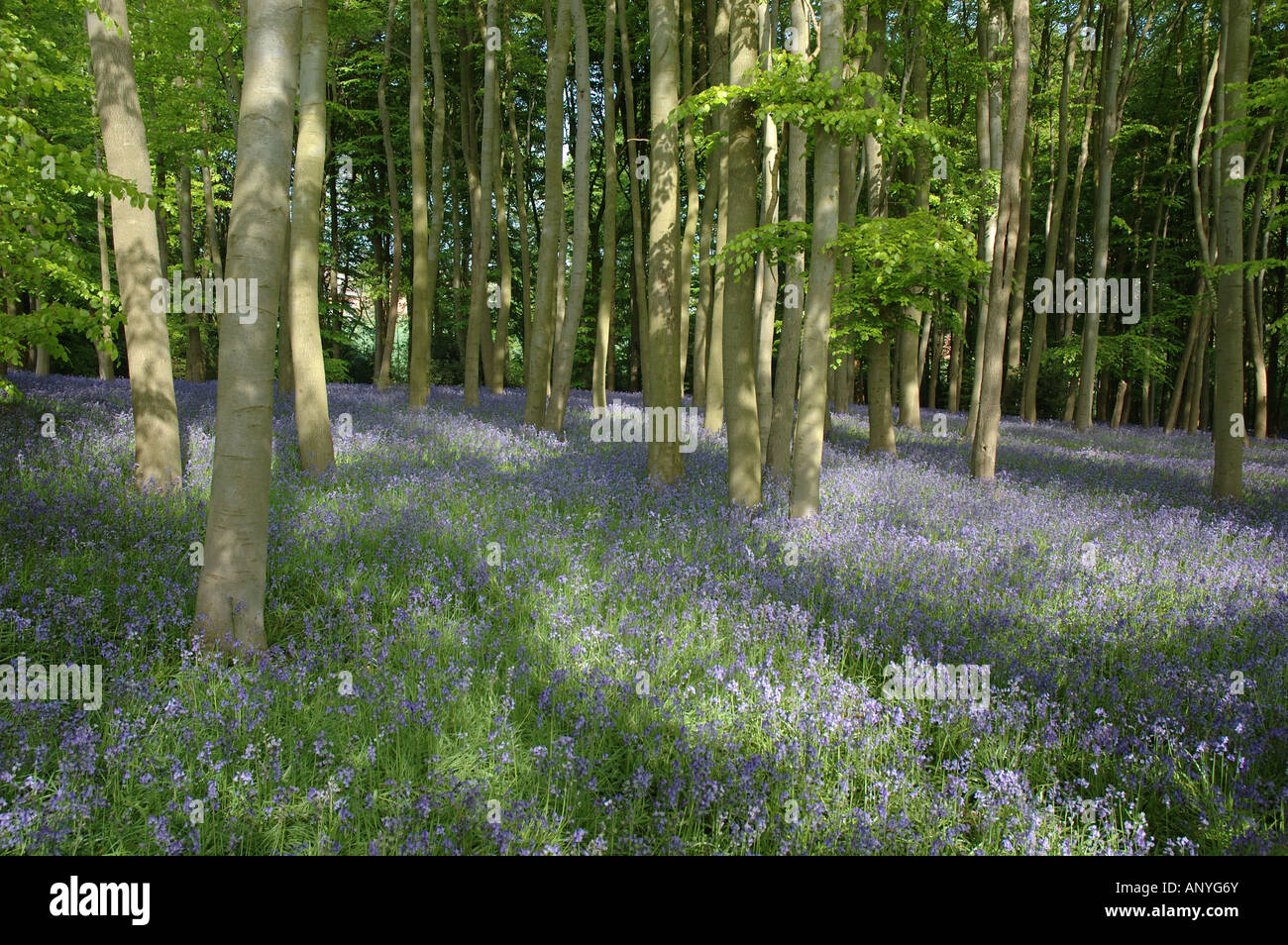 Bluebell boschi, Coton Manor Gardens, Northamptonshire, England, Regno Unito Foto Stock