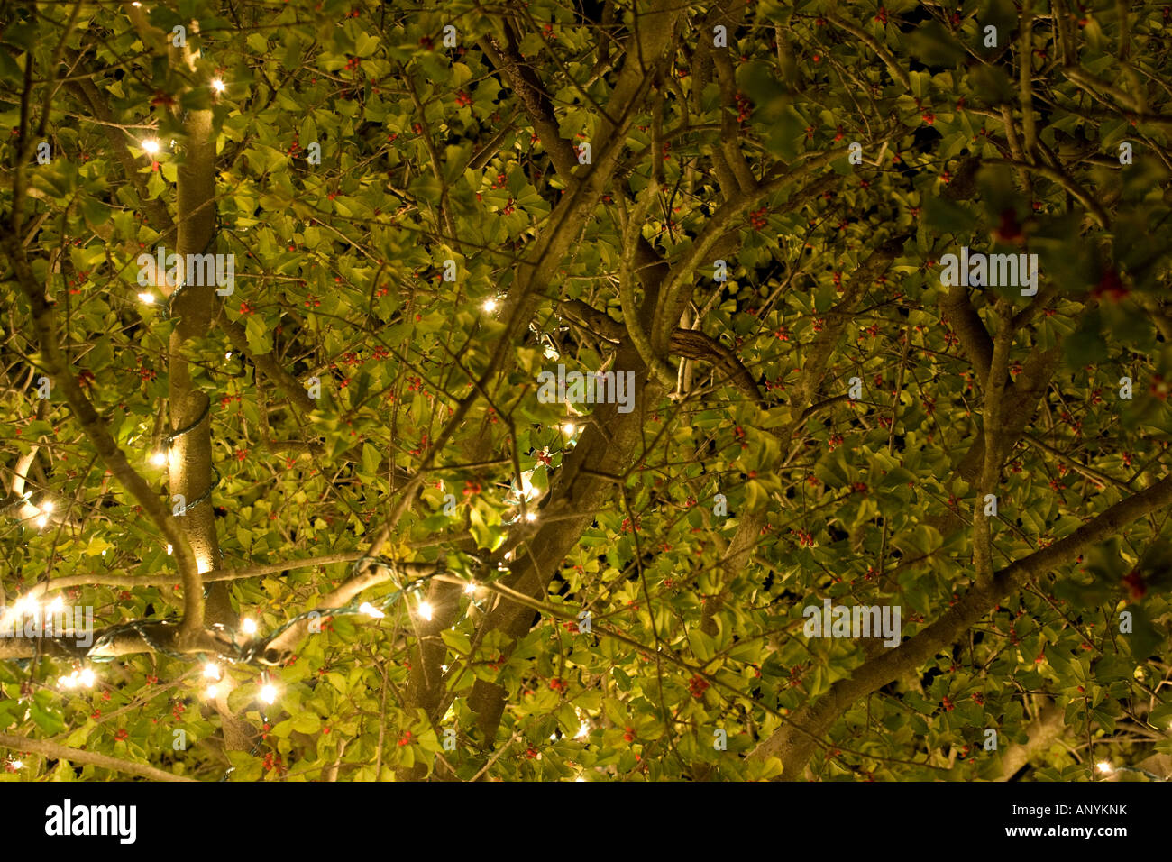il colpo di albero Foto Stock