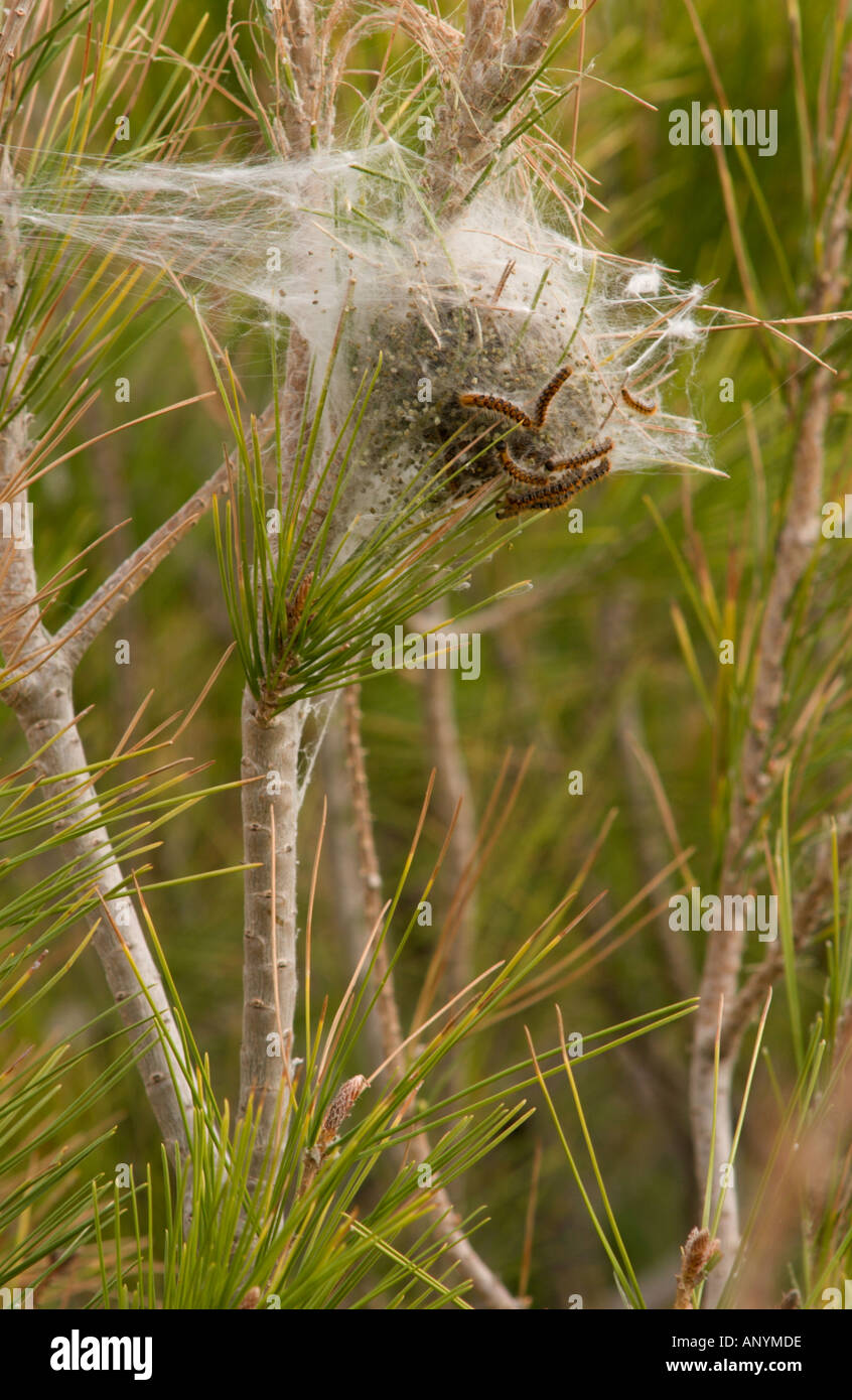 La seta nido costruito dai bruchi del Pine Processionary, Thaumetopoea pityocampa, Peniscola, Spagna Foto Stock