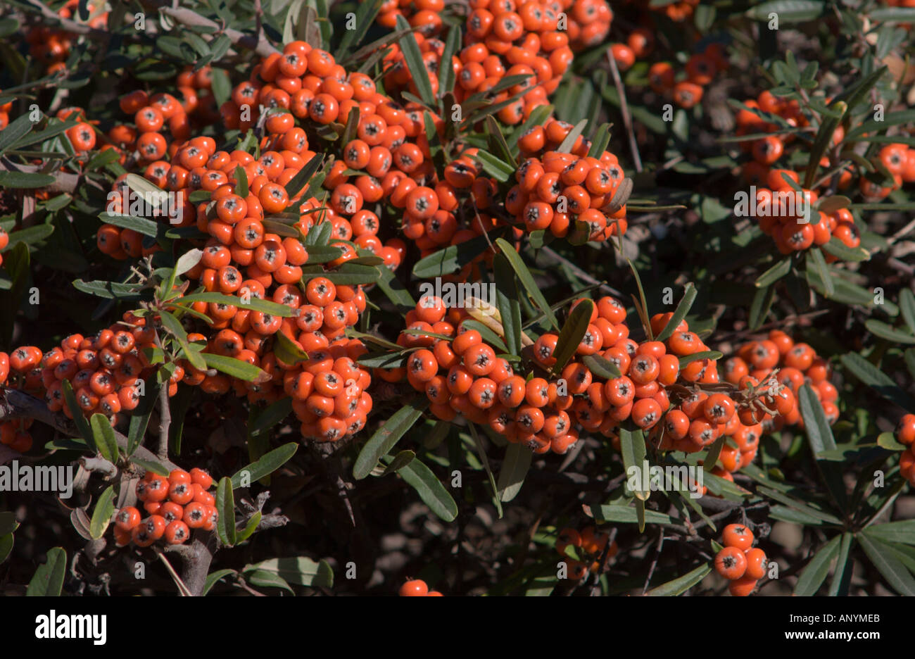 Fire Thorn (Pyracantha spp.), Peniscola, Spagna Foto Stock