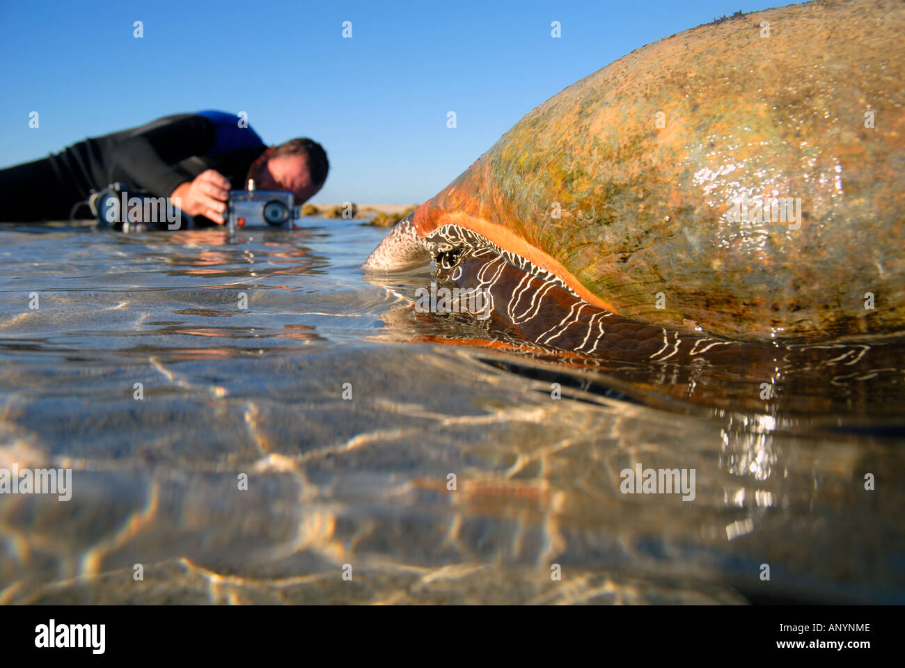 Live depositante shell Melo melo con il Biologo del campo in background Foto Stock