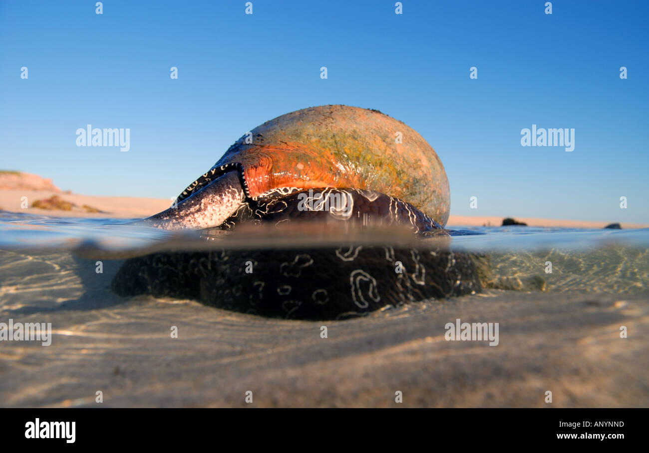 Live depositante shell Melo melo un enorme gasteropodi carnivori nei fondali bassi Foto Stock