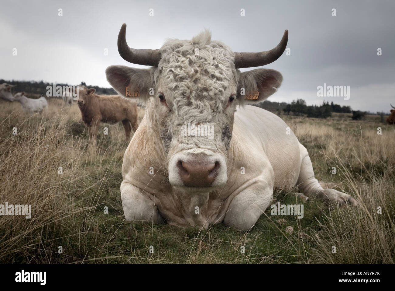 Una Charolais bull (Bos taurus domesticus), in Auvergne (Francia).Biancheria Taureau (Bos taurus domesticus) de razza Charolaise, en Auvergne. Foto Stock