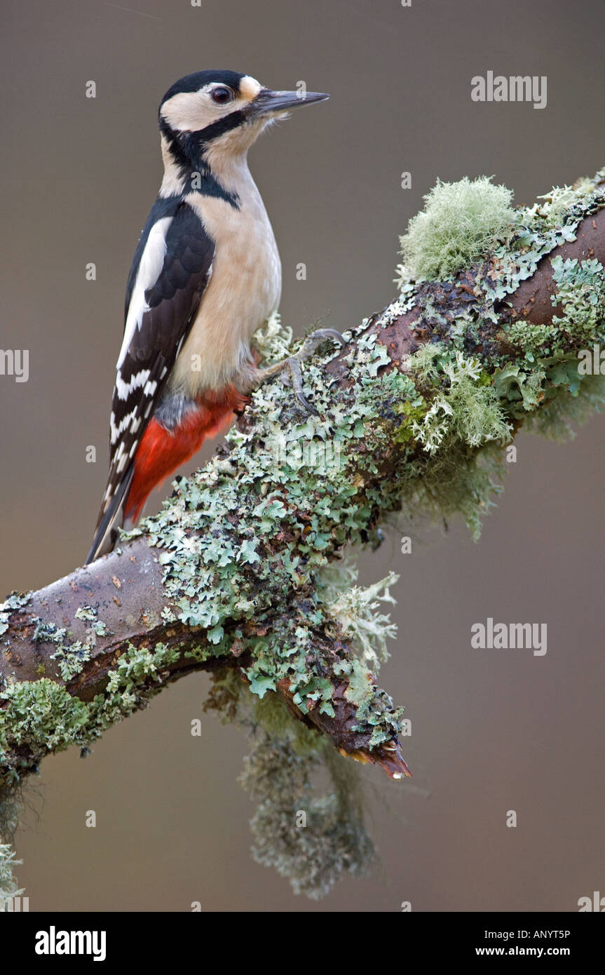 Picchio rosso maggiore (Dendrocopos major) sul ramo lichened, femmina Foto Stock