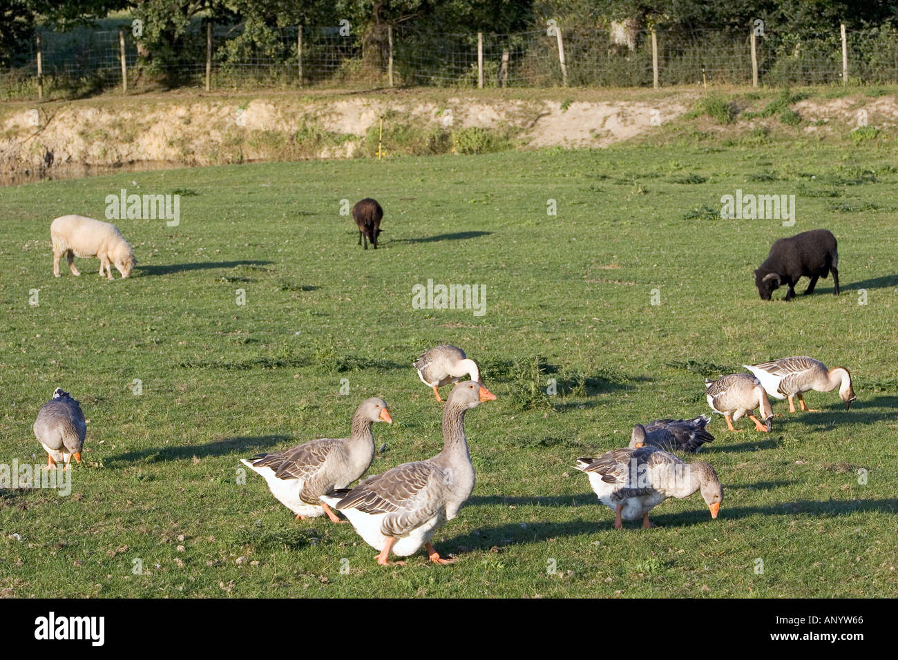 Oche e allevamento di pecore della Bretagna Francia Free range uccelli possono essere a rischio se l influenza aviaria influenza aviaria virus si diffonde Foto Stock