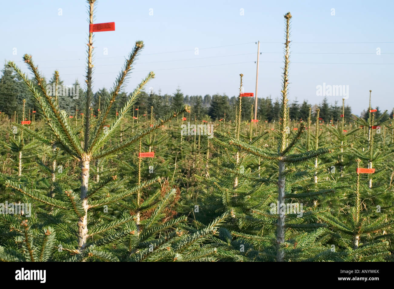 Albero di natale di piantagione Foto Stock