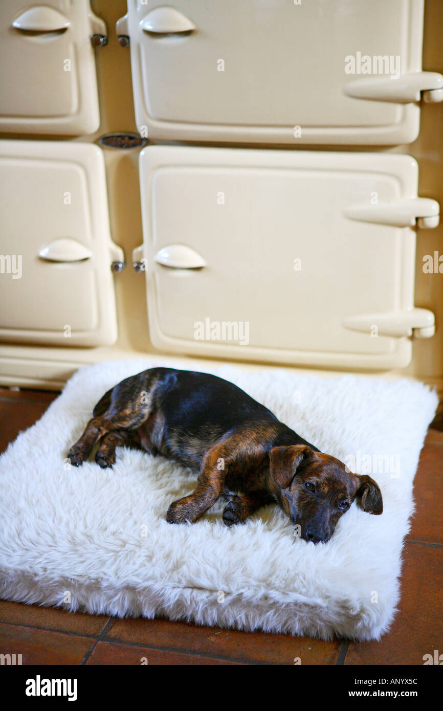 Nero e marrone Jack Russell Terrier pedigree cucciolo sdraiato sul suo letto da un aga cooker England Regno Unito Foto Stock