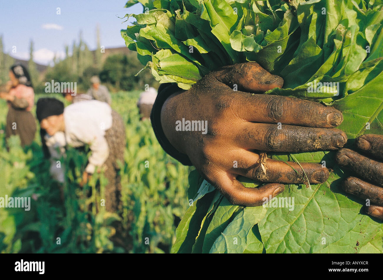 Donne che raccolgono il tabacco, Bitlis Turchia. Foto Stock