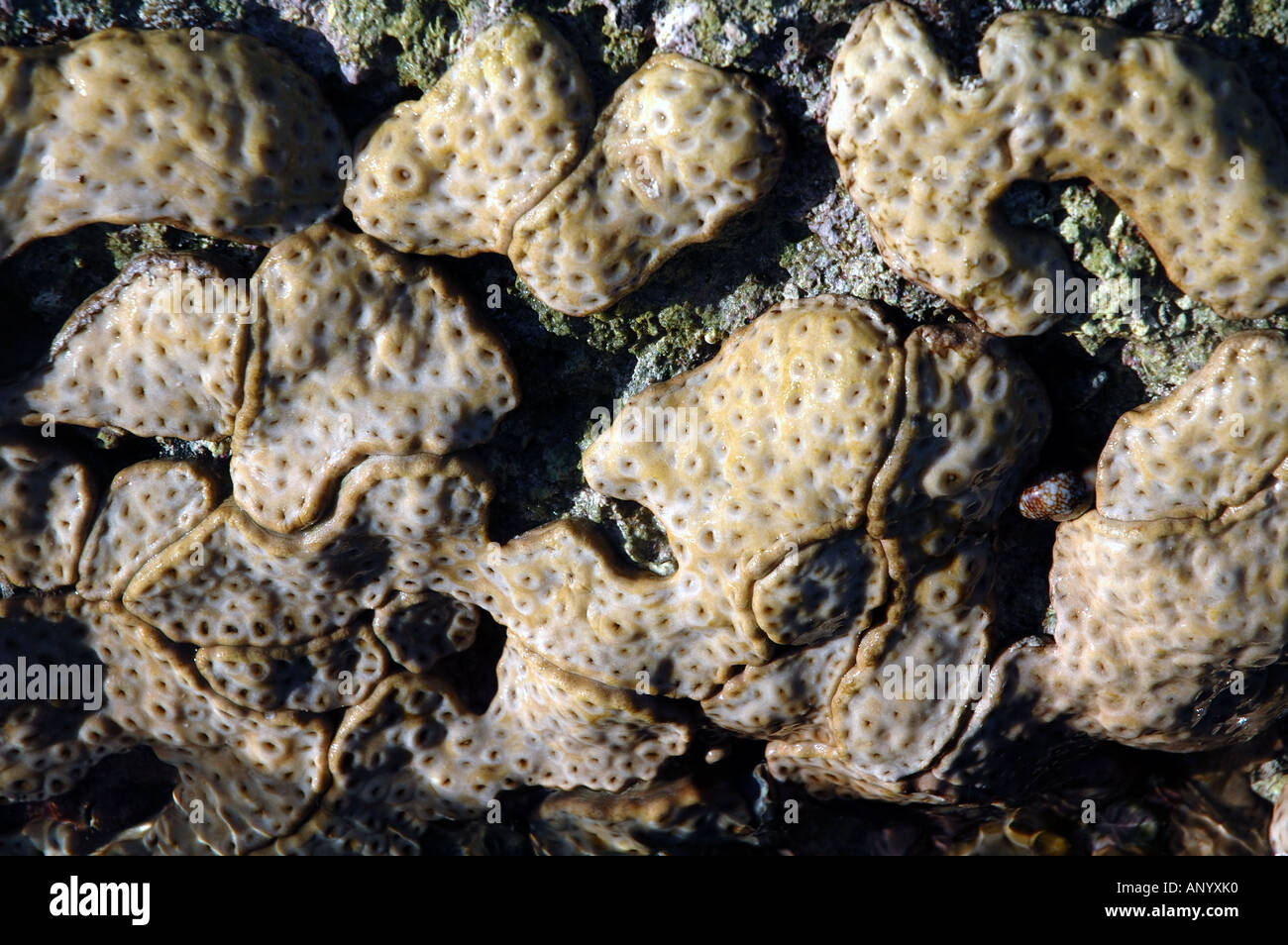 Incrostanti zoanthid coloniale Palythoa sp su intertidal rocce al Baia Gnarraloo Ningaloo Reef Marine Park Australia Occidentale Foto Stock