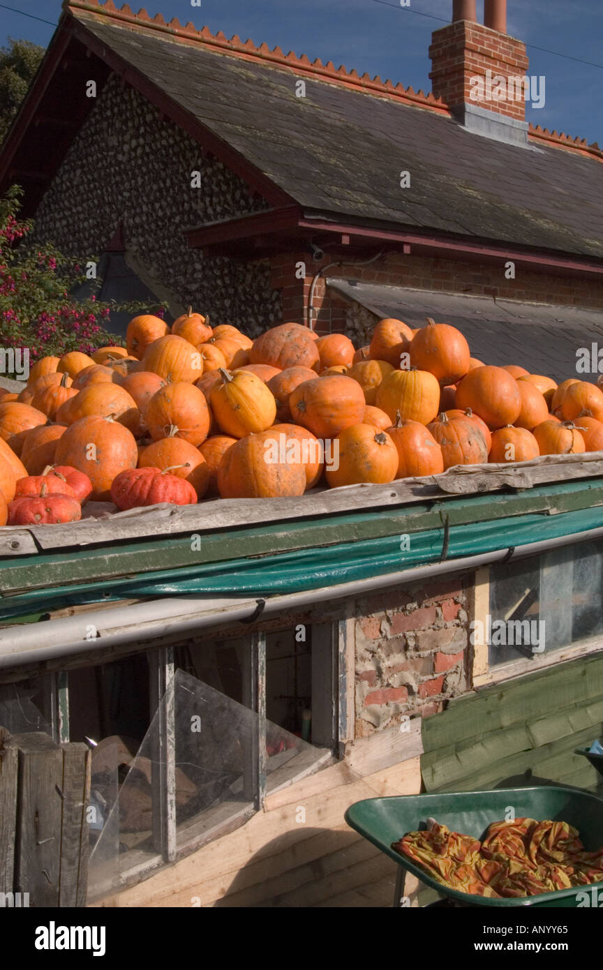 raccolta di zucca Foto Stock