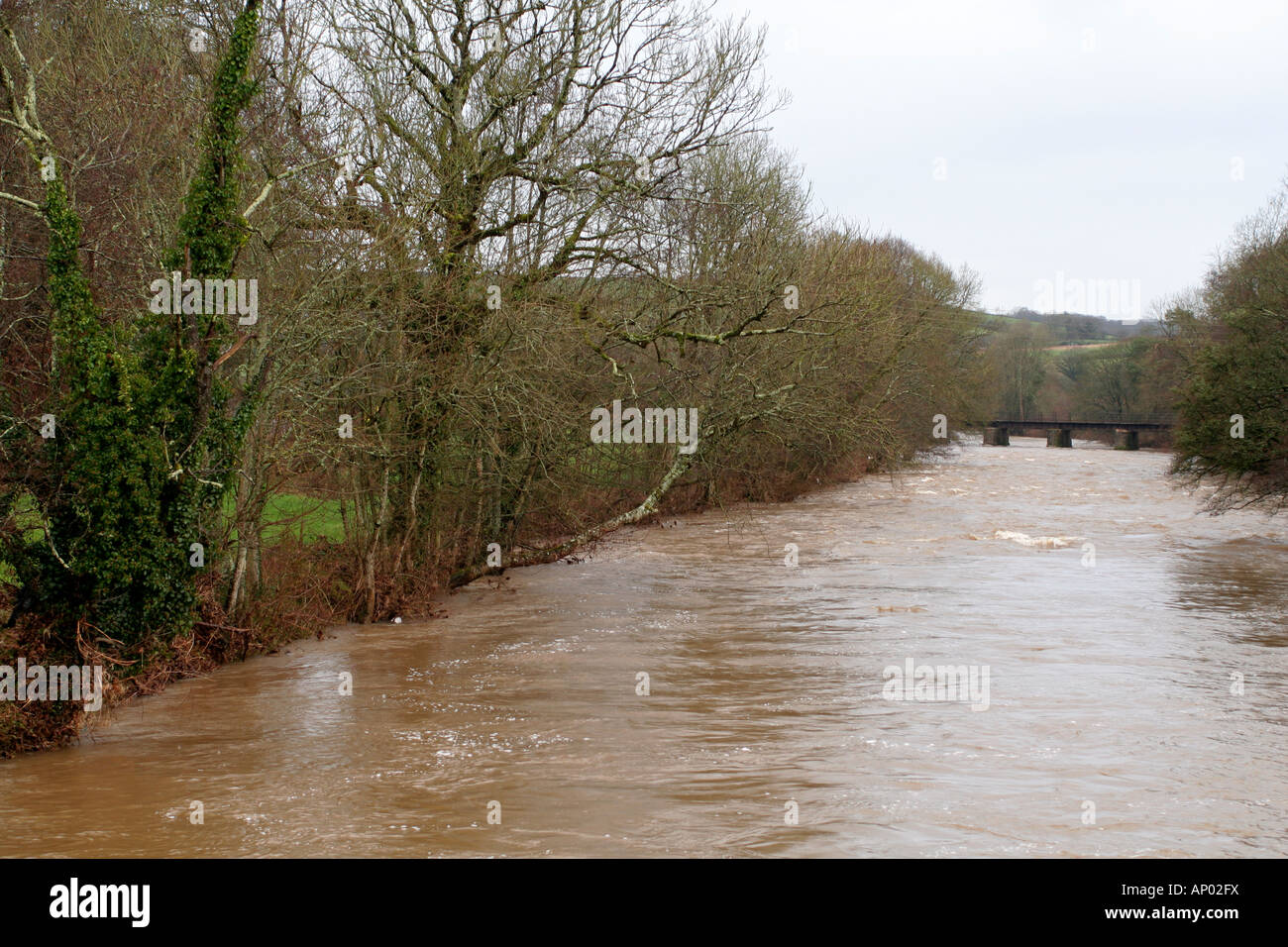 Il fiume TAW DEVON CHE TRASPORTANO INONDAZIONE DURANTE IL MESE DI GENNAIO 2008 Foto Stock