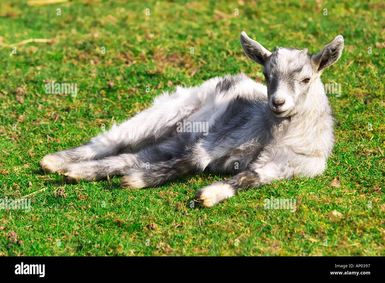 Ragazzo giovane capra rilassante nel sole del pomeriggio Foto Stock