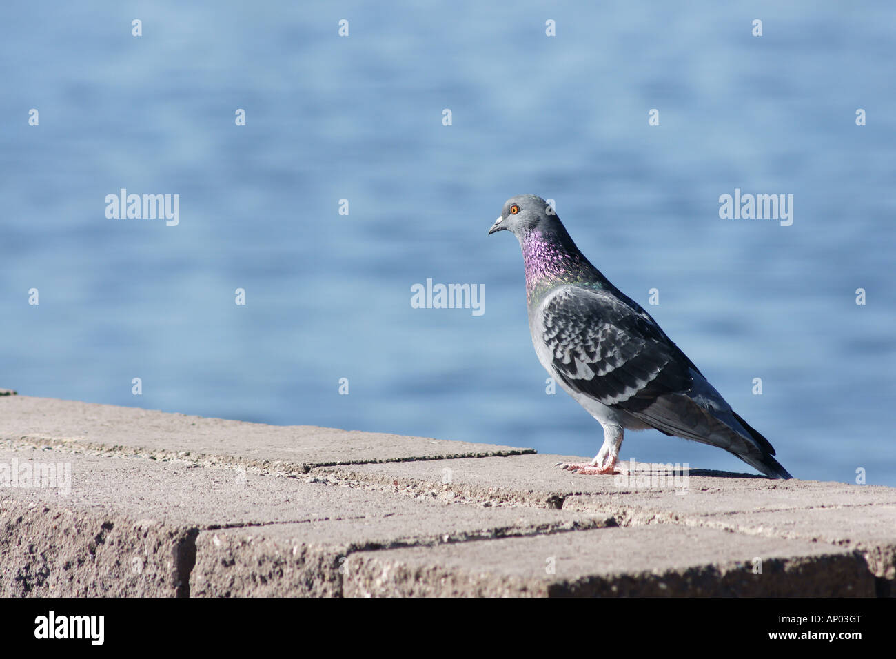 Comune di Pigeon Rock (Columba livia) in piedi su un muro di mattoni che si affaccia su uno stagno; Tingley Beach in Albuquerque, NM. Foto Stock