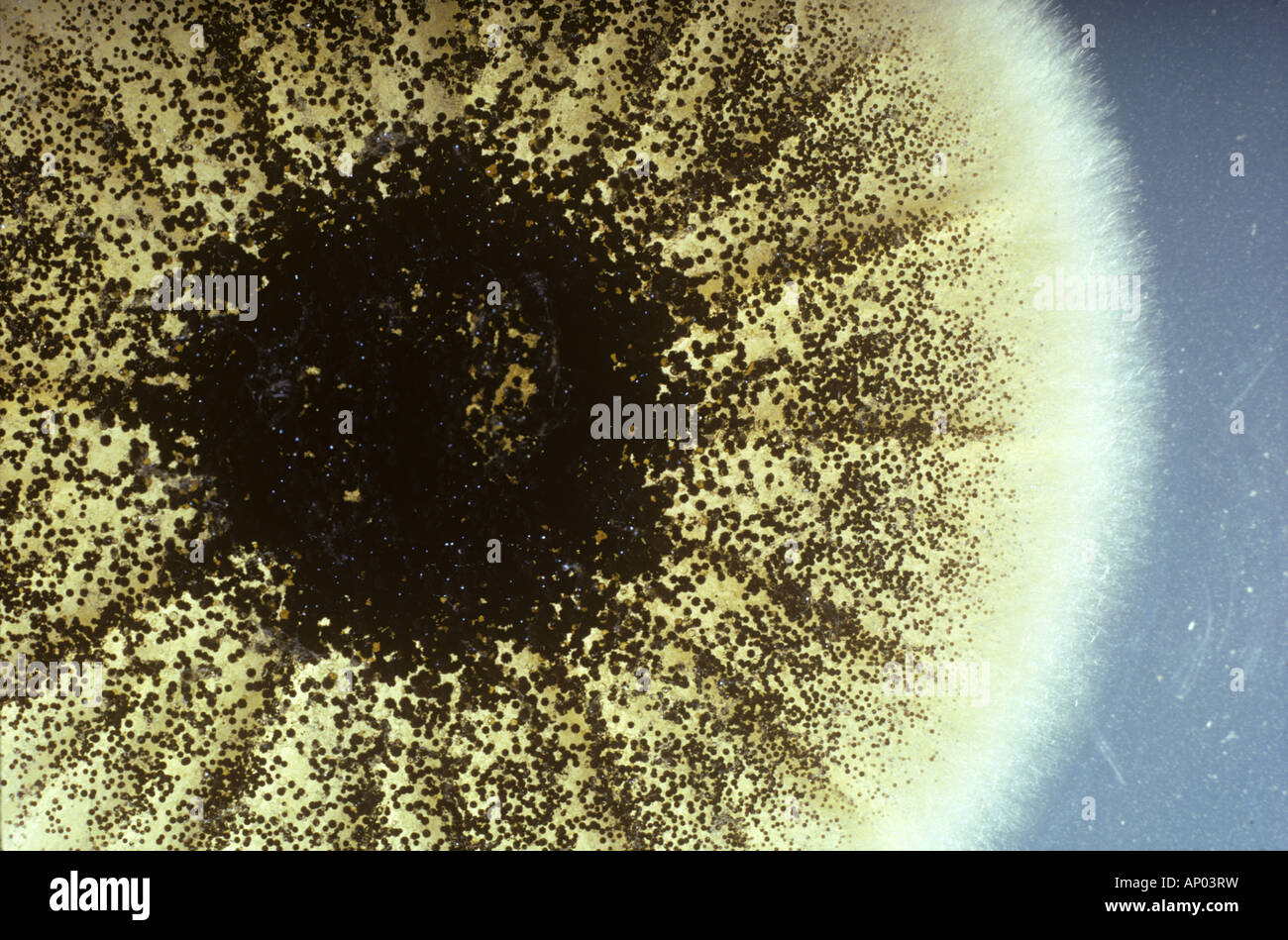 La muffa nera patogeno Aspergillus niger fungina caratteristica dello sviluppo su una piastra di agar Foto Stock