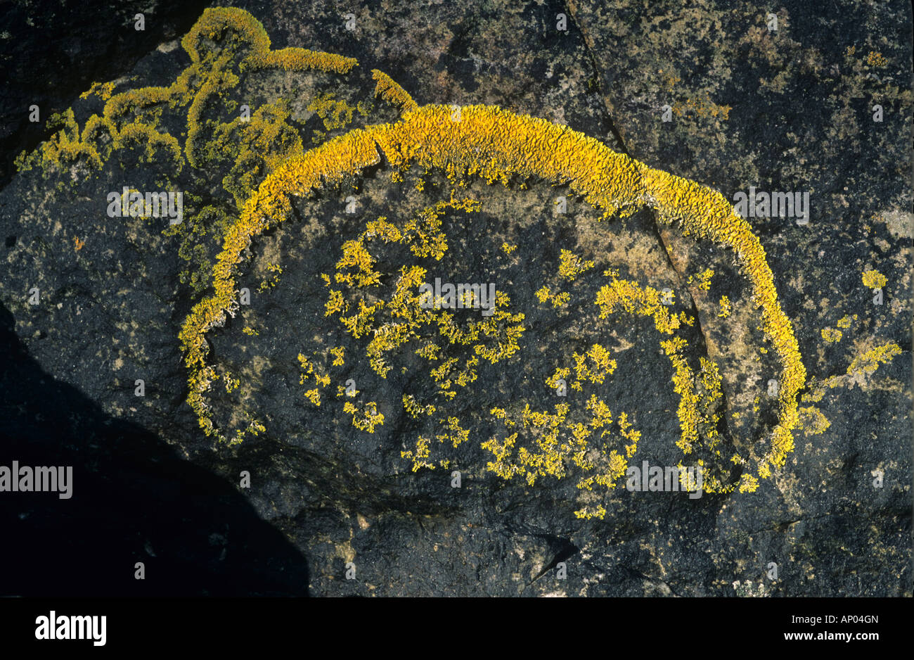 Giallo lichene marino Xanthoria parietina su una roccia sulla costa ovest della Scozia Foto Stock